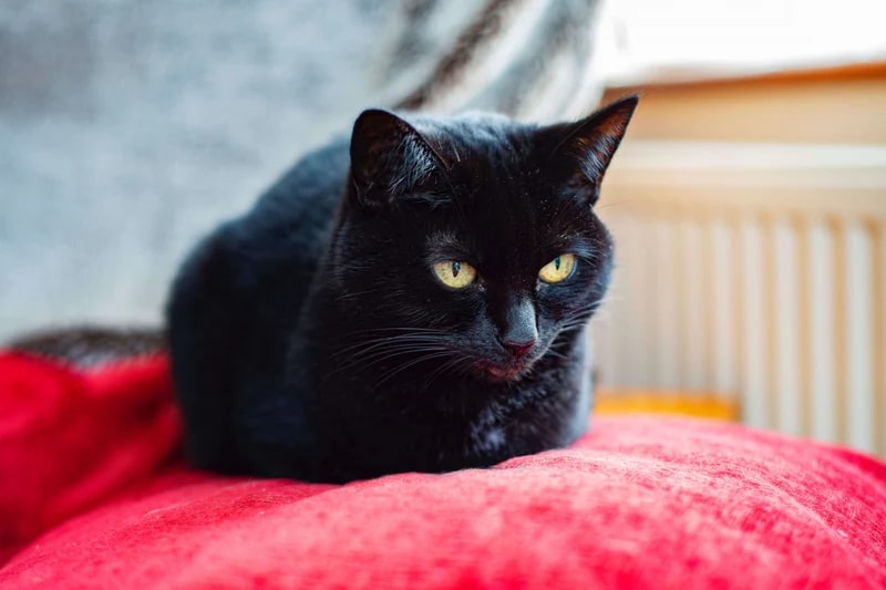 Chat noir assis sur un canapé rouge